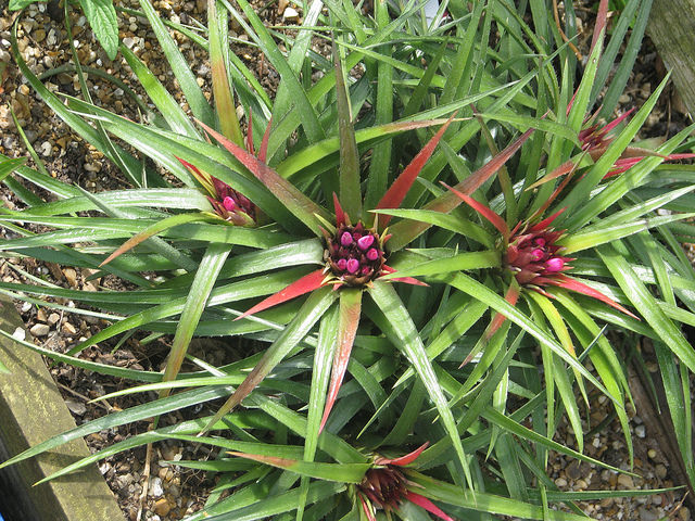 Aechmea recurvata