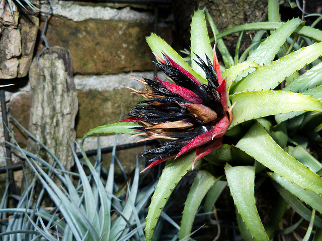 Aechmea recurvata