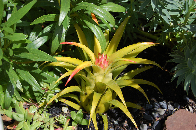 Aechmea recurvata (Aechmea recurvata)
