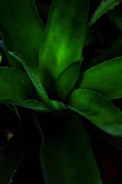 Aechmea sphaerocephala (Aechmea sphaerocephala)