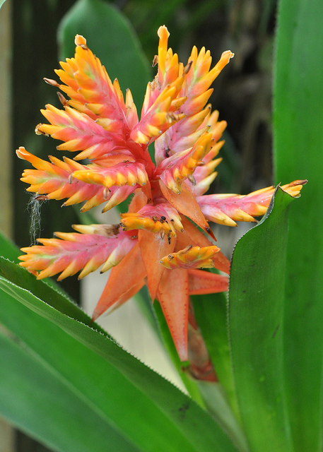 Aechmea tessmannii (Aechmea tessmannii)