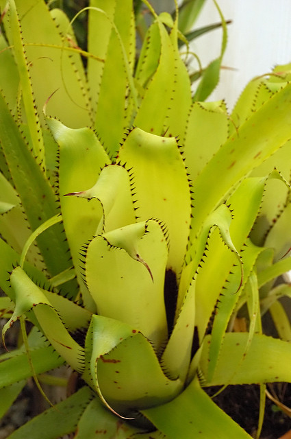 Aechmea triangularis (Aechmea triangularis)