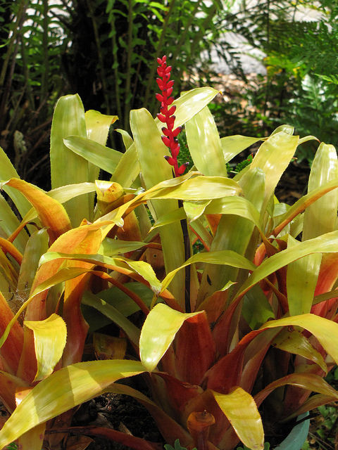 Aechmea victoriana