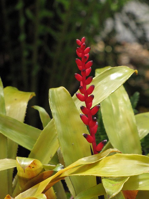 Aechmea victoriana