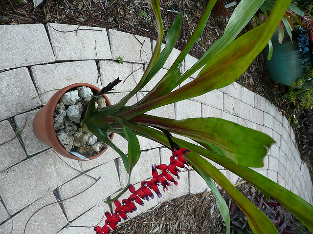 Aechmea victoriana
