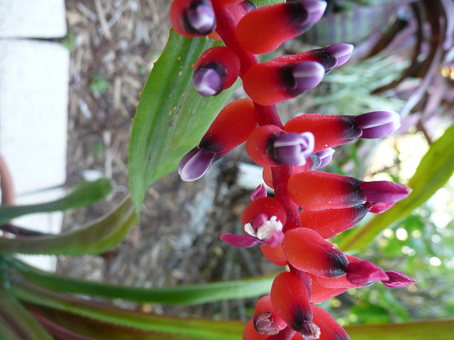 Aechmea victoriana