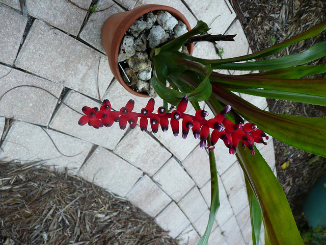 Aechmea victoriana (Aechmea victoriana)