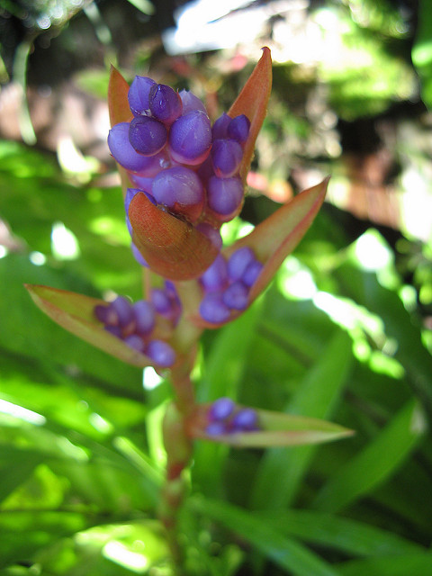 Aechmea weilbachii