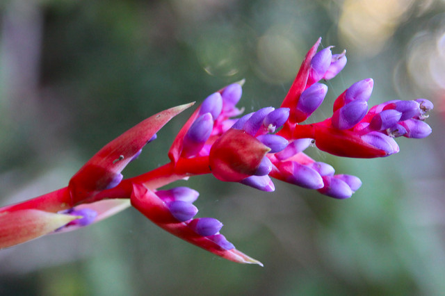 Aechmea weilbachii (Aechmea weilbachii)