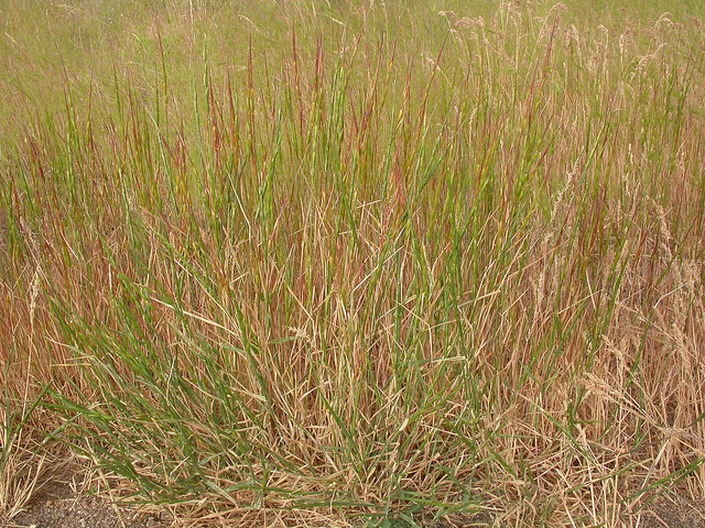 égilope cylindrique
