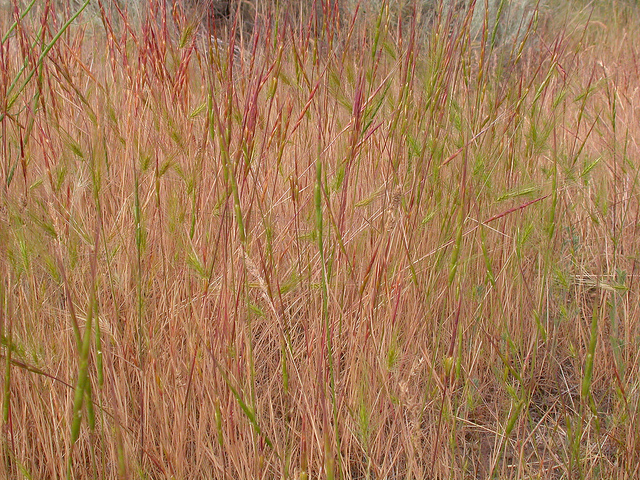 égilope cylindrique