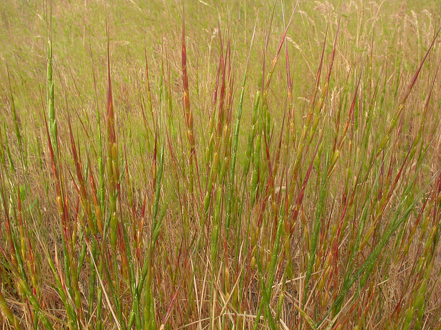 égilope cylindrique