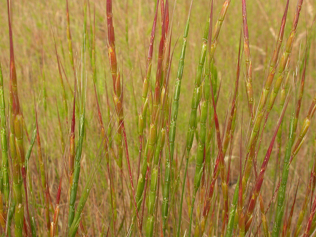 égilope cylindrique