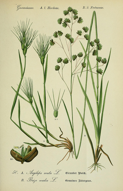 Égilope à trois arêtes (Aegilops neglecta)