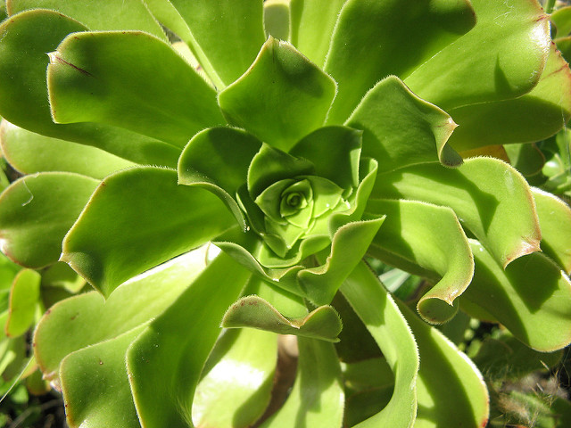 Aéonium en arbre (Aeonium arboreum)