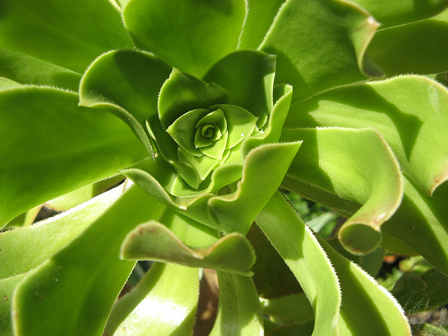 Aéonium en arbre