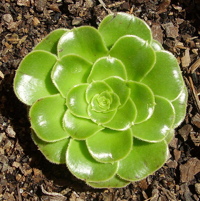 Aéonium en arbre