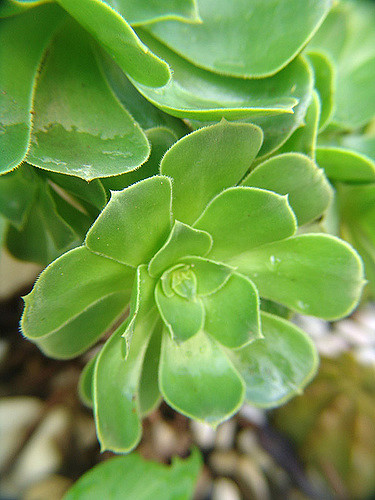 Aeonium balsamiferum