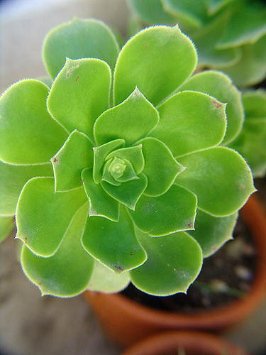 Aeonium balsamiferum