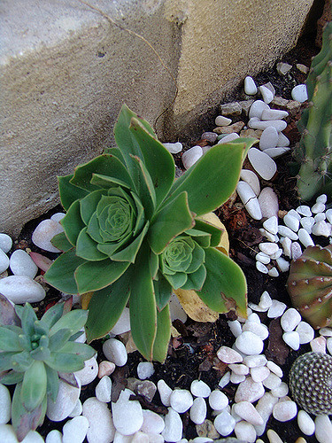 Aeonium balsamiferum
