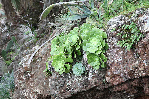 Aeonium canariense