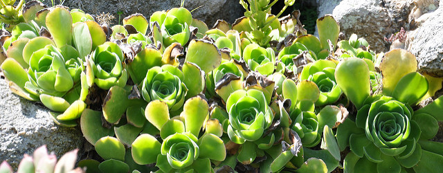 Aeonium canariense
