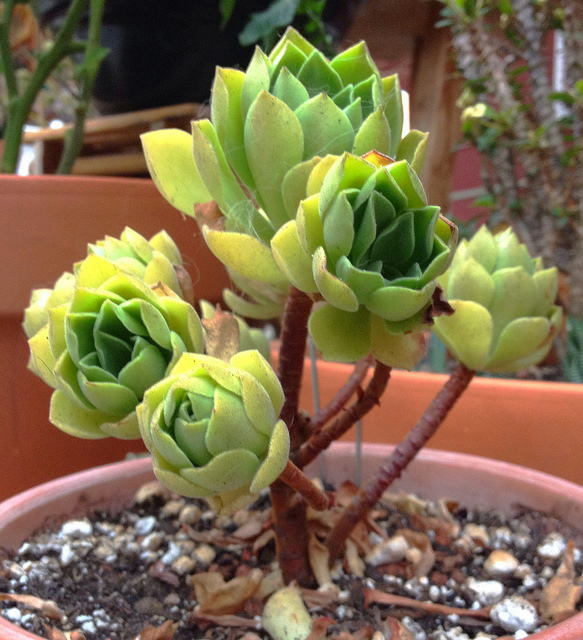 Aeonium canariense