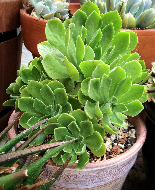 Aeonium canariense