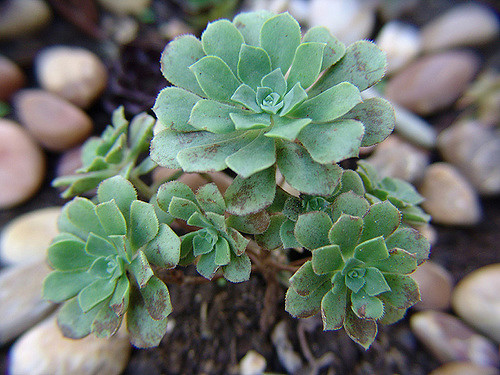 Aeonium castello-paivae