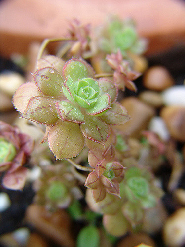 Aeonium castello-paivae