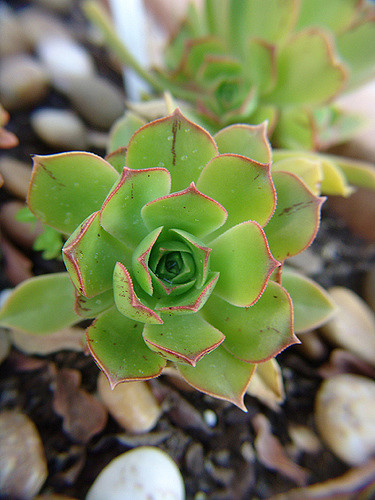 Aeonium castello-paivae