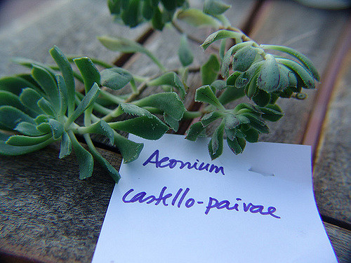 Aeonium castello-paivae