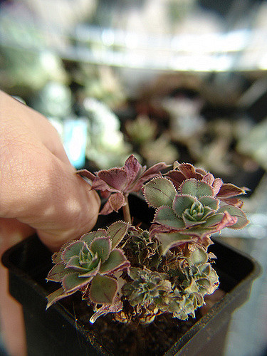 Aeonium castello-paivae