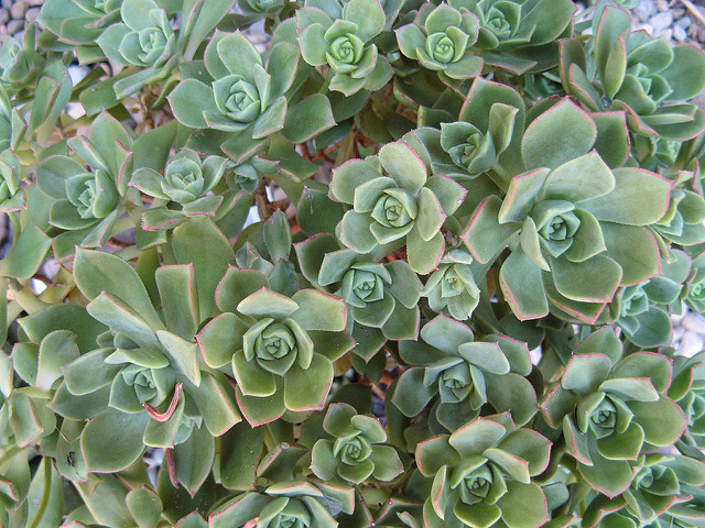 Aeonium ciliatum (Aeonium ciliatum)