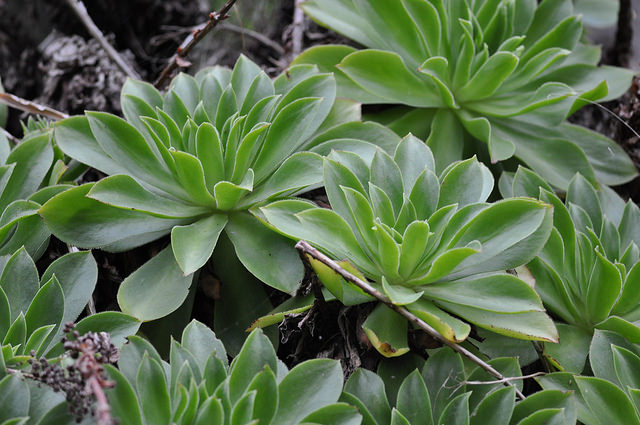 Aeonium cuneatum