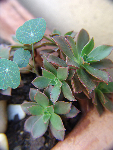 Aeonium decorum