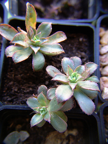 Aeonium decorum