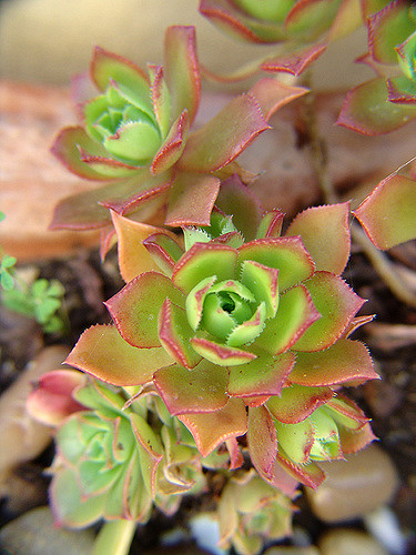 Aeonium decorum