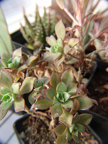 Aeonium decorum