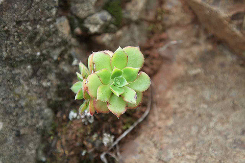 Aeonium decorum