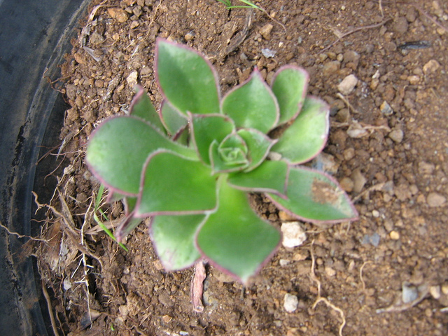 Aeonium decorum