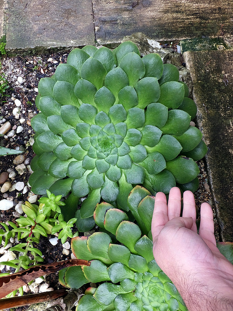 Aeonium glandulosum