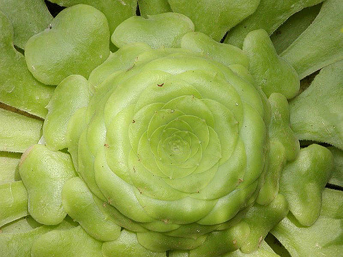Aeonium glandulosum