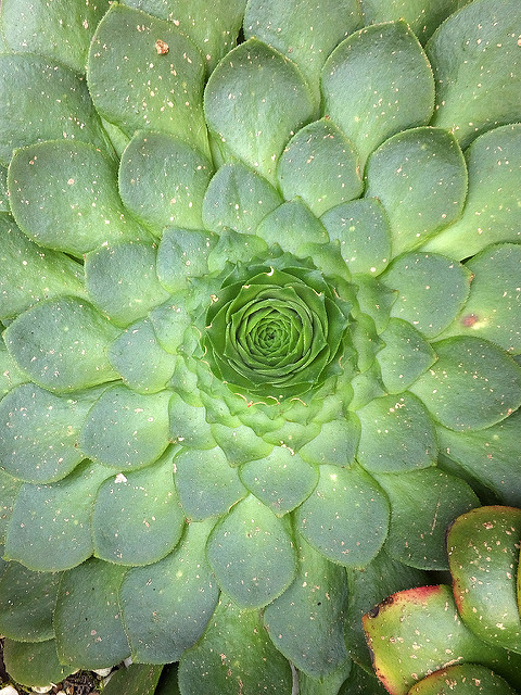 Aeonium glandulosum