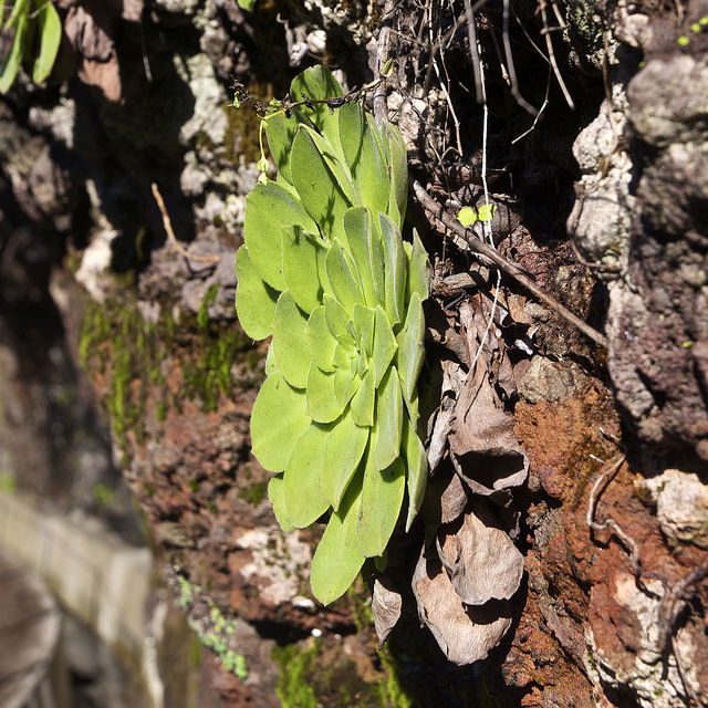 Aeonium glandulosum