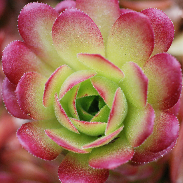Aeonium glandulosum