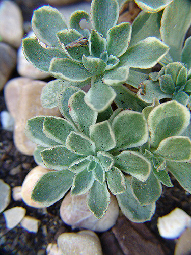 Aeonium goochiae