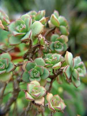Aeonium haworthii