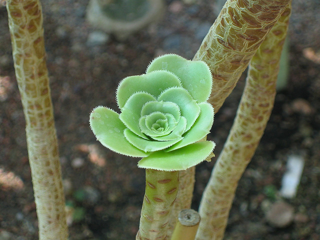Aeonium haworthii