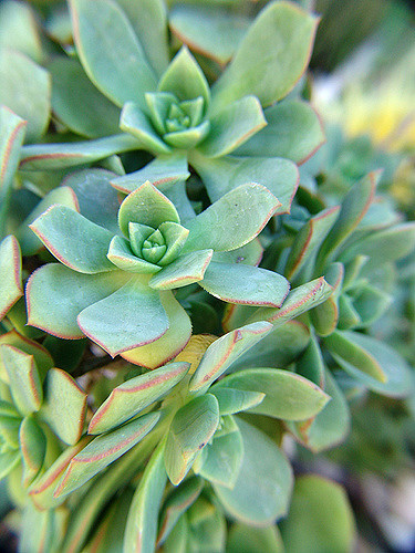 Aeonium haworthii